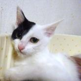 雑種