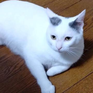 猫 × 白黒の里親募集一覧｜ハグー -みんなのペット里親情報