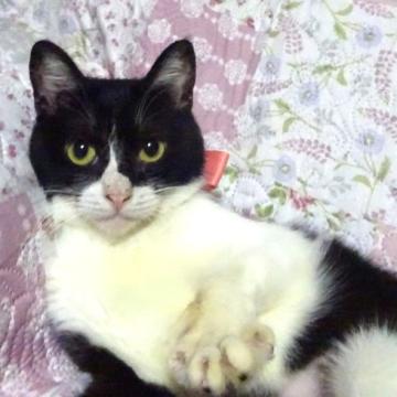 人気ショップ 猫 × -みんなのペット里親情報 白黒の里親募集一覧｜ハグー ヘアゴム