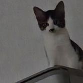 雑種