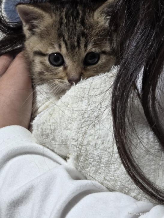 猫の里親募集】宮城県・雑種・魅惑なキジトラ子猫ちゃん（ID:2605