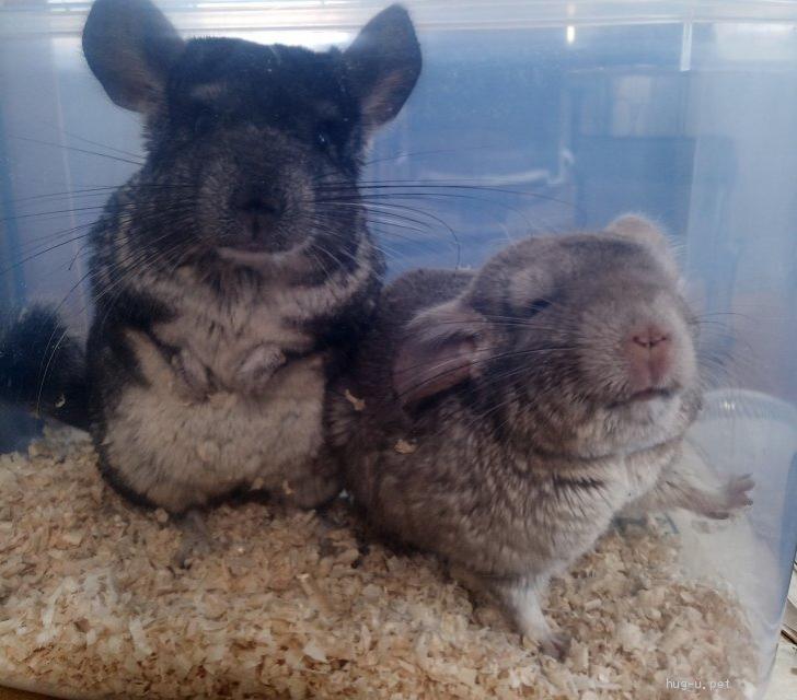 小動物の里親募集】愛知県・チンチラ・ずっと仲良し♥️チンチラの