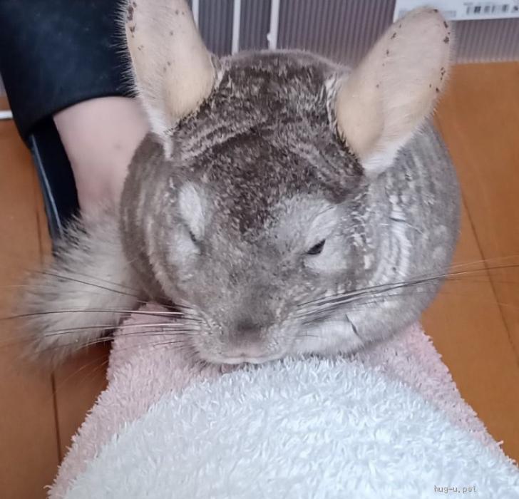 小動物の里親募集】愛知県・チンチラ・ずっと仲良し♥️チンチラの