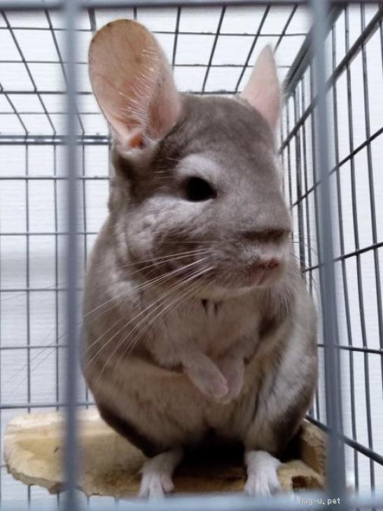 小動物の里親募集】愛知県・チンチラ・ずっと仲良し♥️チンチラの