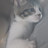 雑種