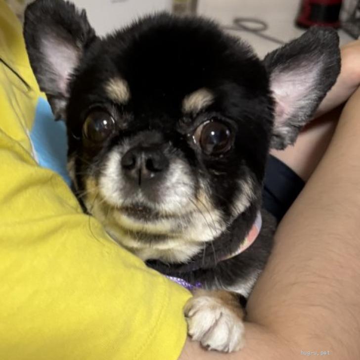 犬の里親募集】福岡県・チワワ(ロング)・ポテポテわがままボディな