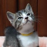 雑種
