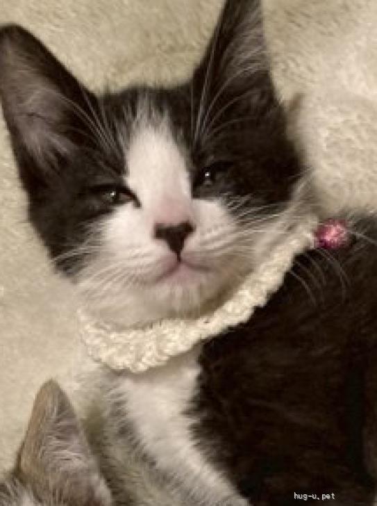 猫の里親募集】埼玉県・雑種・遊ぶの大好き侑輝（ID:2606-01963