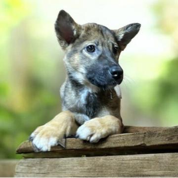 犬の里親募集】兵庫県・ポメラニアン・元気なチビチビオレンジセーブル