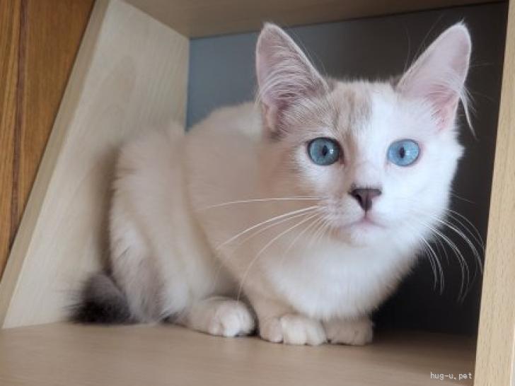 猫の里親募集】東京都・雑種・10/5 譲渡会 穏やかビビりなミントちゃん