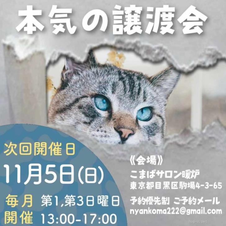 猫の里親募集】東京都・雑種・11/5譲渡会 顔デカ徹太郎３ヶ月（ID:2311