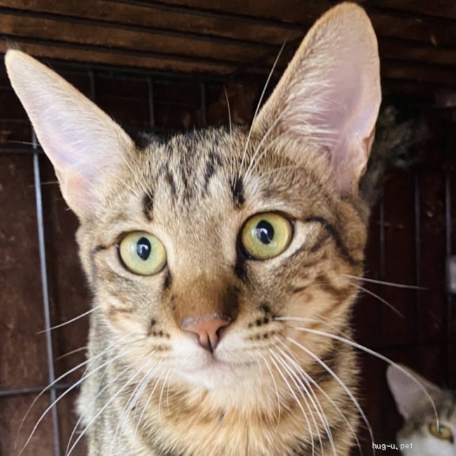 猫の里親募集】兵庫県・雑種・キジトラ猫初心者向け♂甘えん坊 