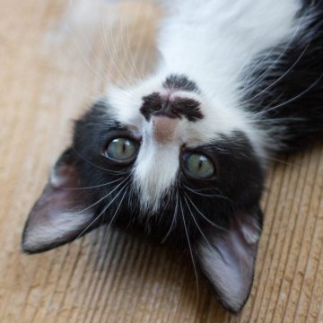 滋賀県の里親募集一覧 ハグー みんなのペット里親情報