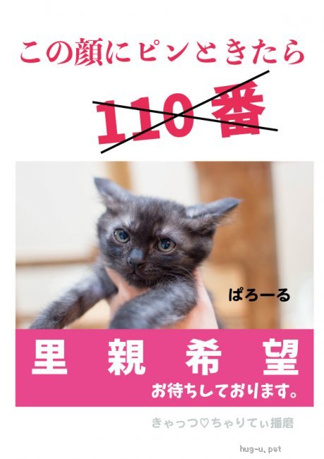 猫の里親募集 兵庫県 雑種 超甘えん坊にいかつい瞳 笑 黒猫 パロール Id 2106 ハグー みんなのペット里親情報