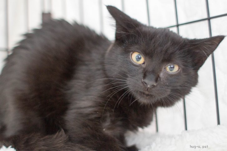 猫の里親募集 兵庫県 雑種 黒猫 長毛mix初心者向け オーガニック ハグー みんなのペット里親情報 Id 12