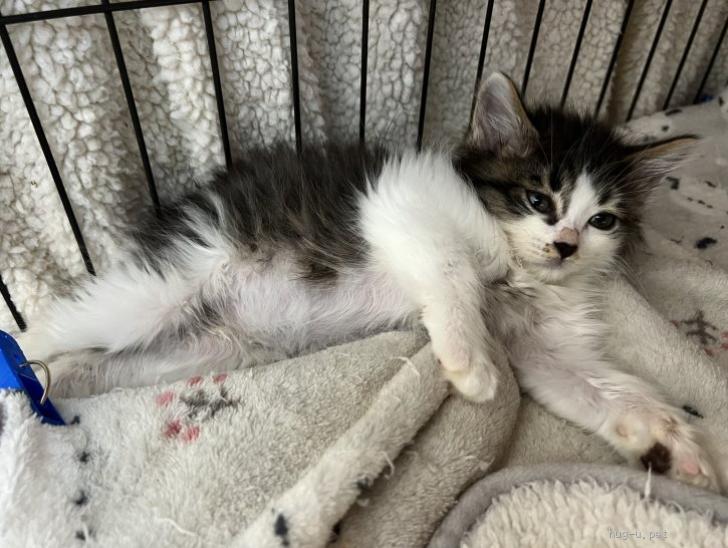 猫の里親募集】兵庫県・雑種・超甘えん坊♡ルロア長毛ギザギザ