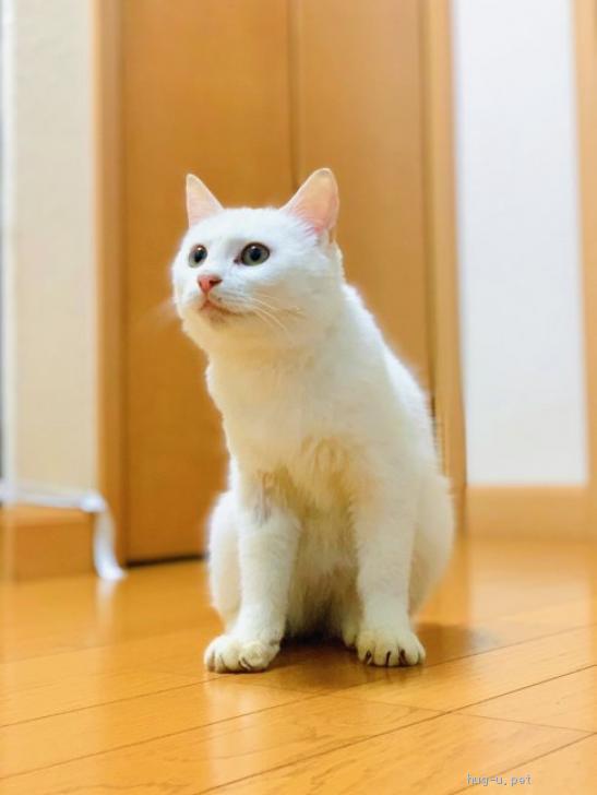 猫の里親募集】兵庫県・雑種・美しい白猫♡初心者向けネーベル甘えん坊