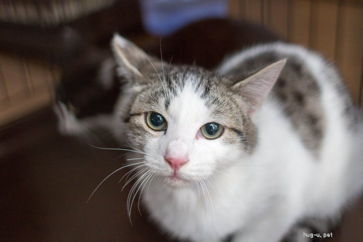 猫の里親募集 兵庫県 雑種 ハチワレ美少年 キジ白サバ白 ドメニコ ハグー みんなのペット里親情報 Id 2104