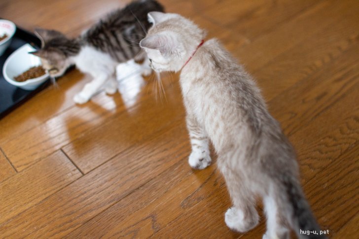 猫の里親募集】兵庫県・雑種・少し折れ耳スコティッシュ♡グレー縞