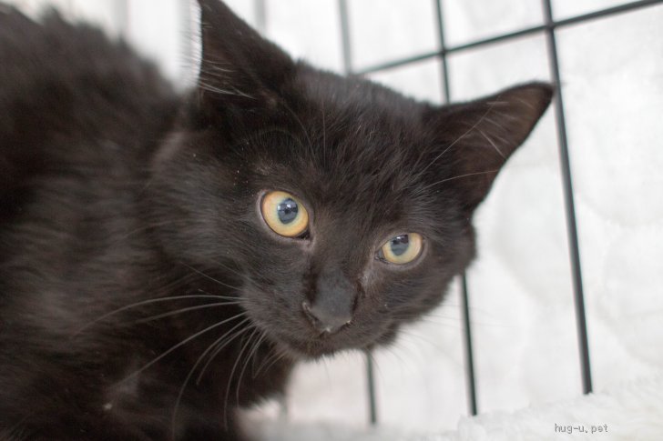 猫の里親募集】兵庫県・雑種・黒猫♂長毛MIX初心者向け♡オーガニック