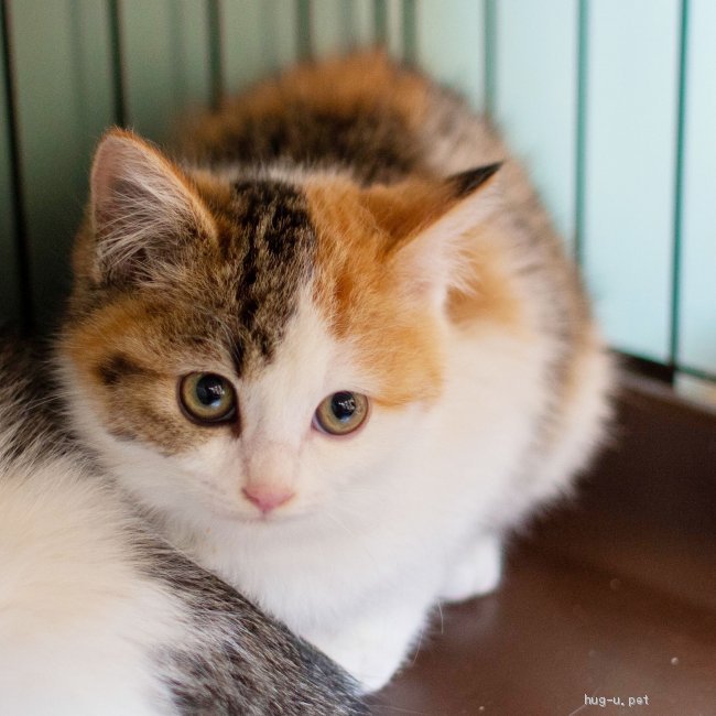 猫の里親募集】兵庫県・雑種・洋猫MIX美少女❤️白三毛グリーンアイねずこ♀（ID:2201-00588）｜ハグー -みんなのペット里親情報