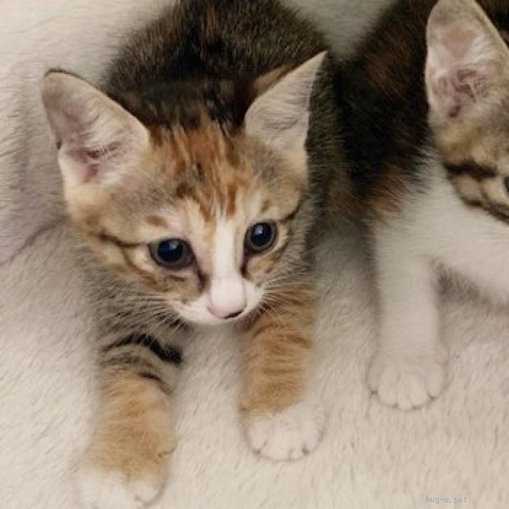 猫の里親募集】東京都・雑種・靴下みたい！茶トラ多めな三毛模様の美