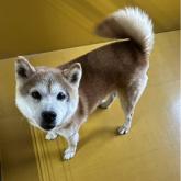 柴犬