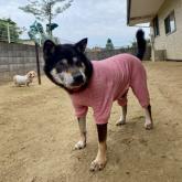 柴犬