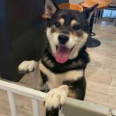 柴犬
