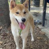 柴犬
