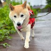 柴犬