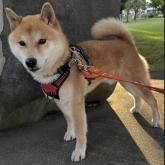 柴犬