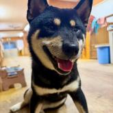柴犬