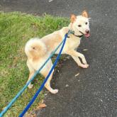 柴犬