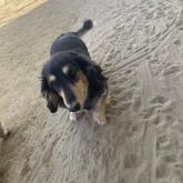 カニンヘンダックスフンド(ロング)