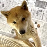 柴犬
