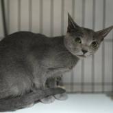 ロシアンブルー