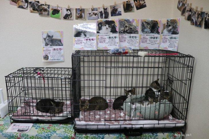 ケージ 多数 現状引き渡し