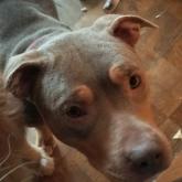 アメリカンピットブルテリア