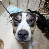 アメリカンピットブルテリア