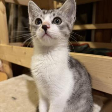 猫 × サバ白の里親募集一覧｜ハグー -みんなのペット里親情報