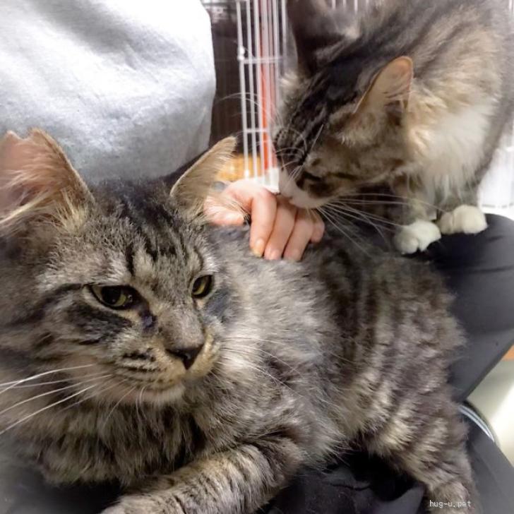 猫の里親募集】福岡県・雑種・【膝抱っこ可】人馴れ猫慣れ抜群の長毛猫