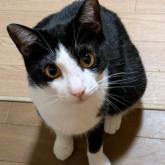 雑種