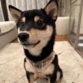 柴犬
