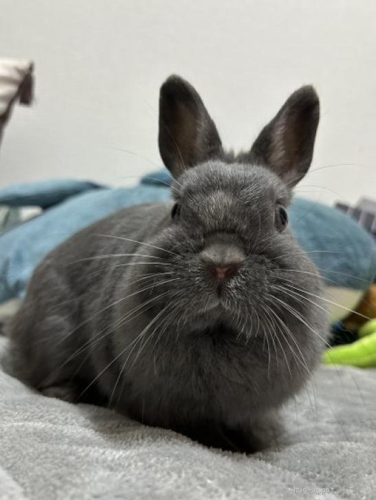 小動物の里親募集】大阪府・ウサギ・ネザーランドドワーフ ブルーの