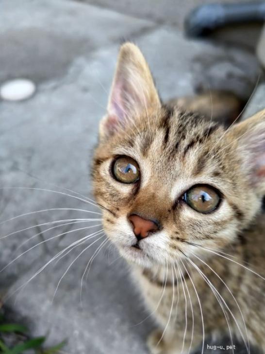 猫の里親募集】三重県・雑種・野良猫小猫 4姉妹です。1匹里親が決まりました（ID:2307-01082）｜ハグー -みんなのペット里親情報