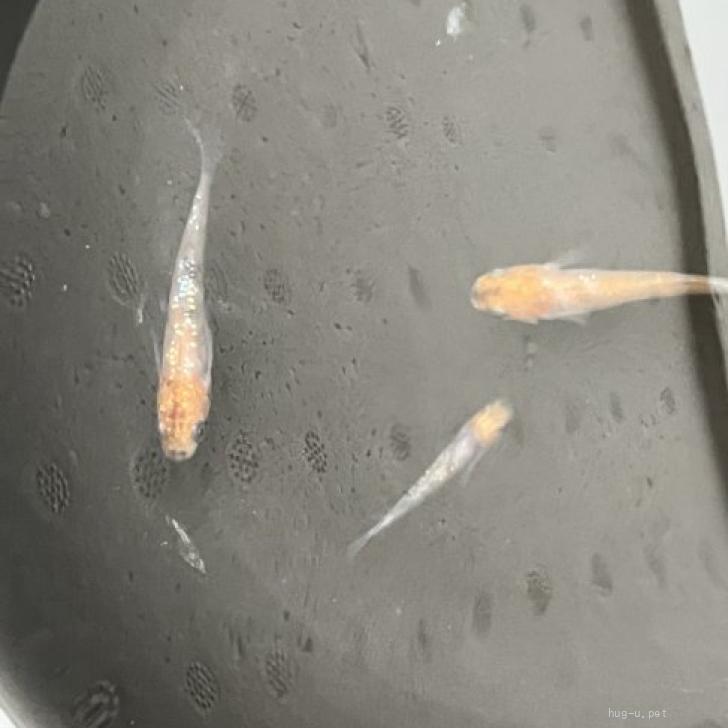 魚の里親募集】鳥取県・めだか・メダカの里親募集！！（ID:2411-01112）｜ハグー -みんなのペット里親情報