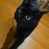 雑種