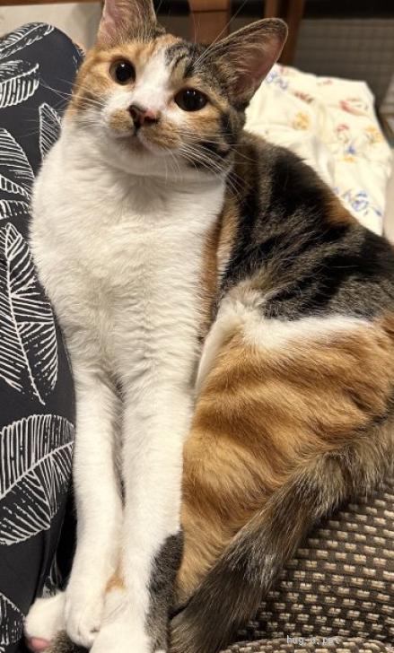 16kgp ハート模様の三毛猫ピアス.+*:゜+。.☆ 傲慢 