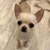 チワワ(スムース)